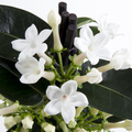 Image of Stephanotis floribunda