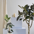Image of Ficus elastica