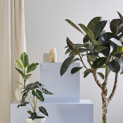 Image of Ficus elastica