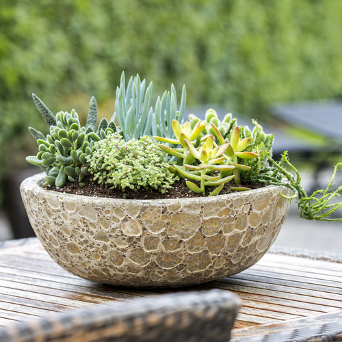 20150526Y61A8742 Sukkulenter Crassulaceae (14980)