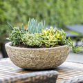 Image of Sukkulenter mix
