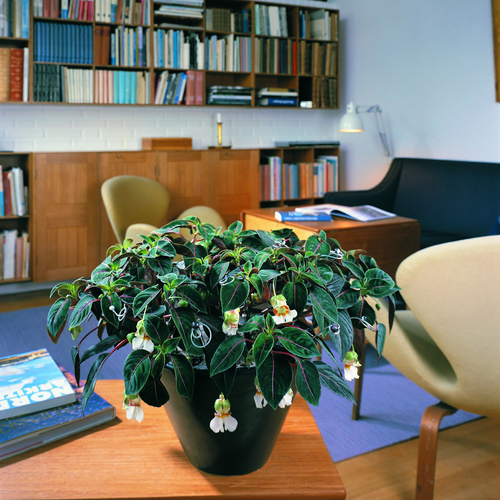 Image of Impatiens velvetea