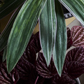 Image of Calathea sanderiana