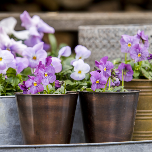 Viola Violaceae (15218)