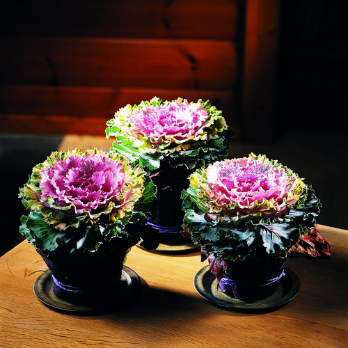 Image of Brassica oleracea