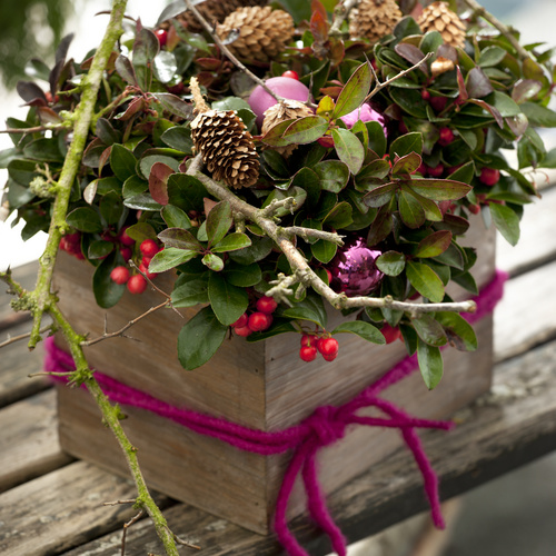 Gaultheria Ericaceae (9692)