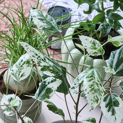 Hibiscus Malvaceae (396453)