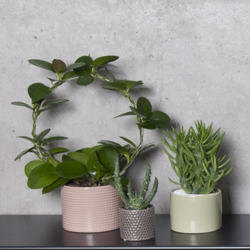 Kvadrat Australis og Sukkulent Hoya Asclepiadaceae (10331)