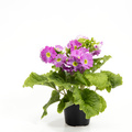 Image of Primula obconica