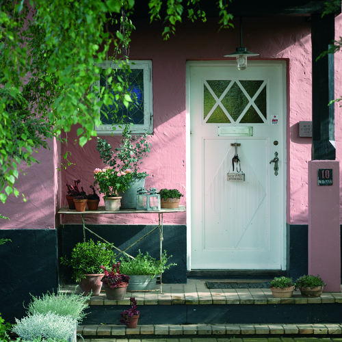 Image of Helichrysum italicum