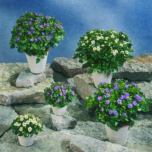 Image of Exacum affine