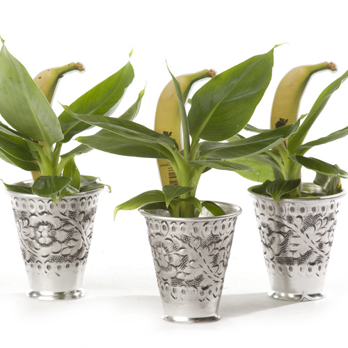 110310 67 Musa Musceae (11714)