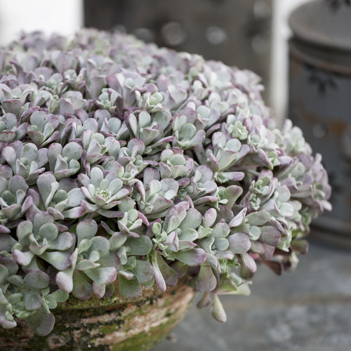 Image of Sedum spathulifolium
