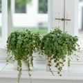 Image of Peperomia prostrata