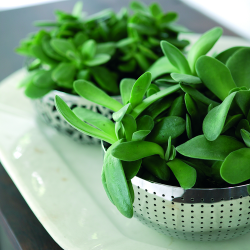 Image of Crassula hybrid