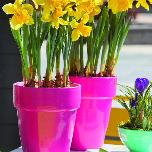 Image of Narcissus pseudonarcissus