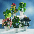 15a_acalypha_wilk.tif
