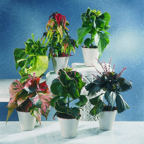 Image of Acalypha wilkesiana-hybrid