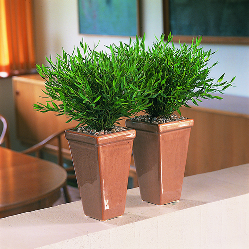 Image of Pogonatherum paniceum