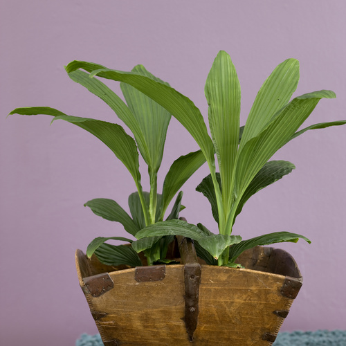 Image of Carludovica palmata