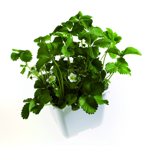 Fragaria Rosaceae (9613)