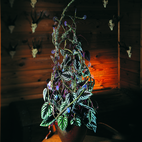 Image of Cissus discolor