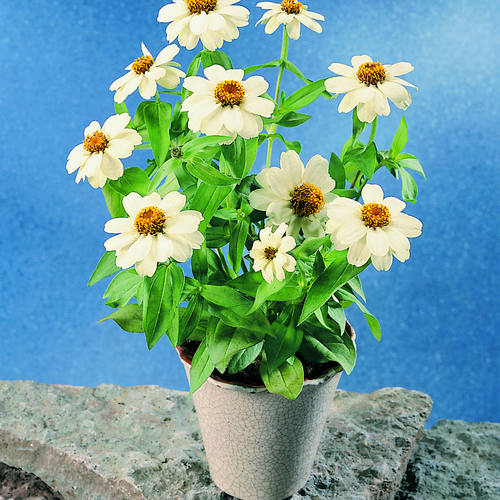 Image of Zinnia elegans