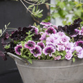 Image of Petunia hybrid