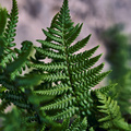 Image of Dryopteris affinis