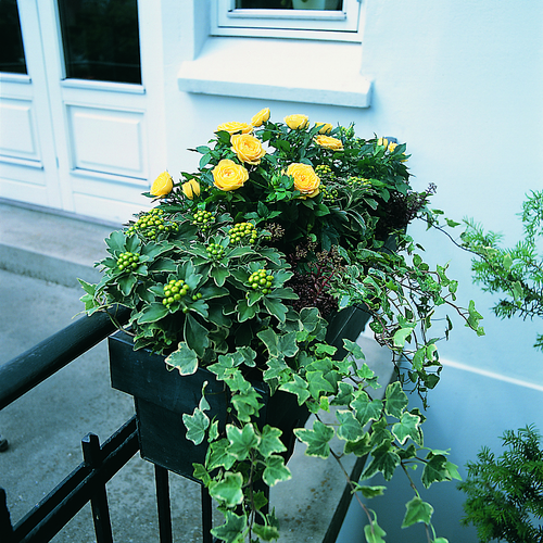 2451a9-efteraar2003 Ajania Compositae (6374)