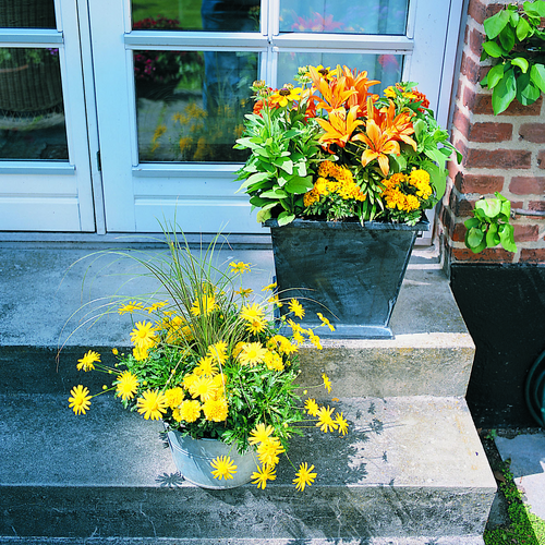 Image of Carex brunnea