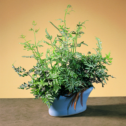 Image of Pteris cretica