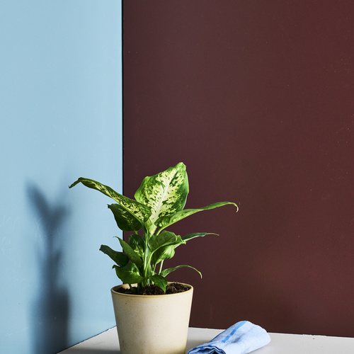 Dieffenbachia Araceae (442051)