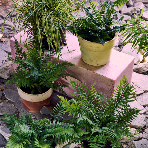 Dryopteris affinis pemo3 Dryopteris Dryopteridaceae (440263)