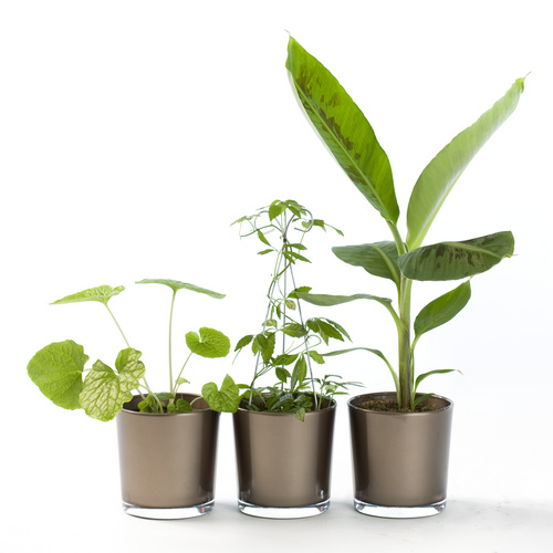 Wasabia-1 Wasabia Brassicaceae (15354)