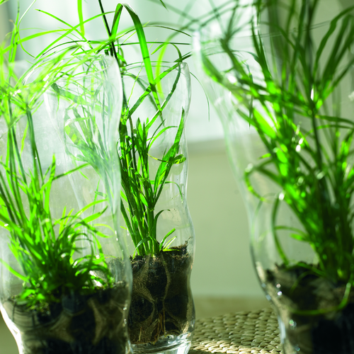 Image of Cyperus spicies Zumula