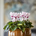 Image of Cyclamen persicum