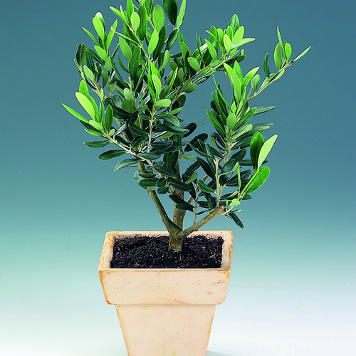 Image of Olea europaea