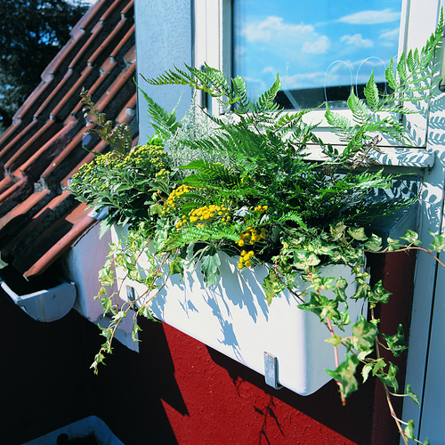 2451a5-efteraar2003 Ajania Compositae (6373)