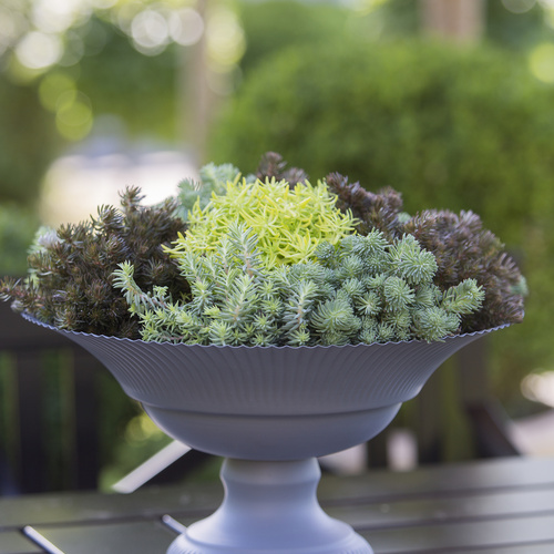Image of Sedum hakonense