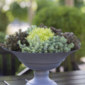 Image of Sedum hakonense