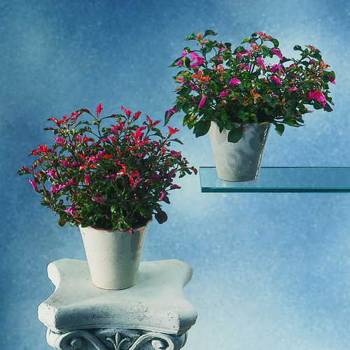 Image of Alternanthera ficoidea