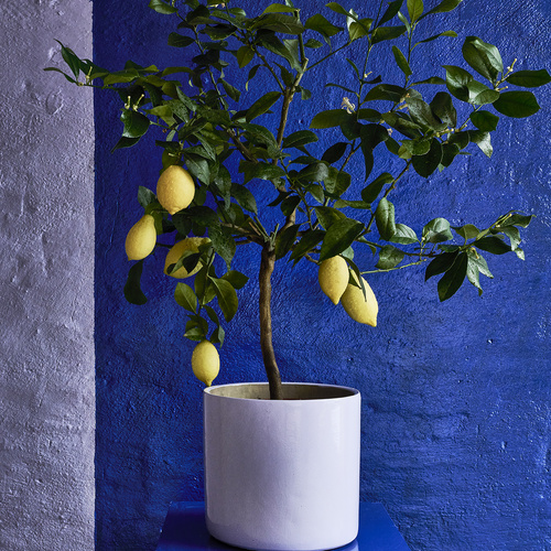 Image of Citrus limon