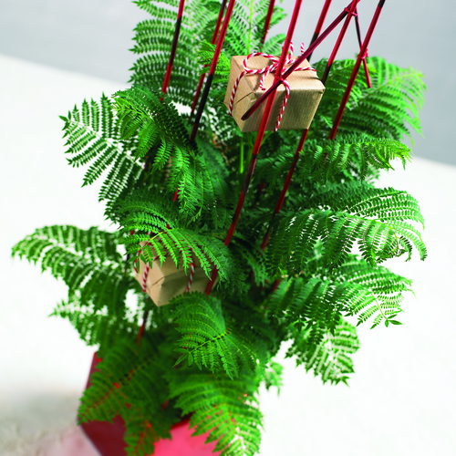 Image of Jacaranda mimosifolia