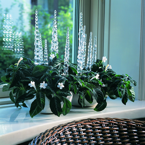 Dipteracanthus Acanthaceae (8757)