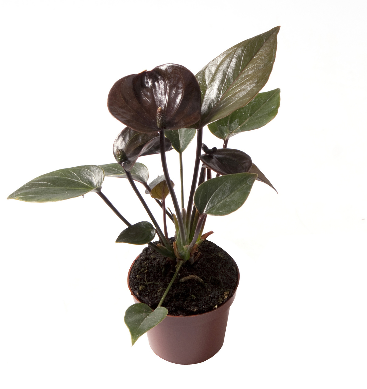 Anthurium Rouge 36cm - Plante D'intérieur- La Green Touch