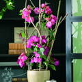 Image of Bougainvillea spectabilis