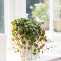 20120626Y61A0193-Peperomia_Pepperspot.jpg