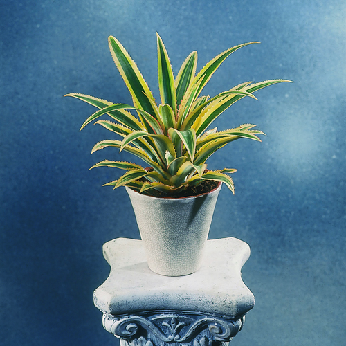 Image of Ananas comosus