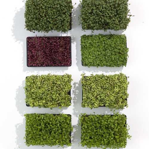 Image of Lepidium sativum